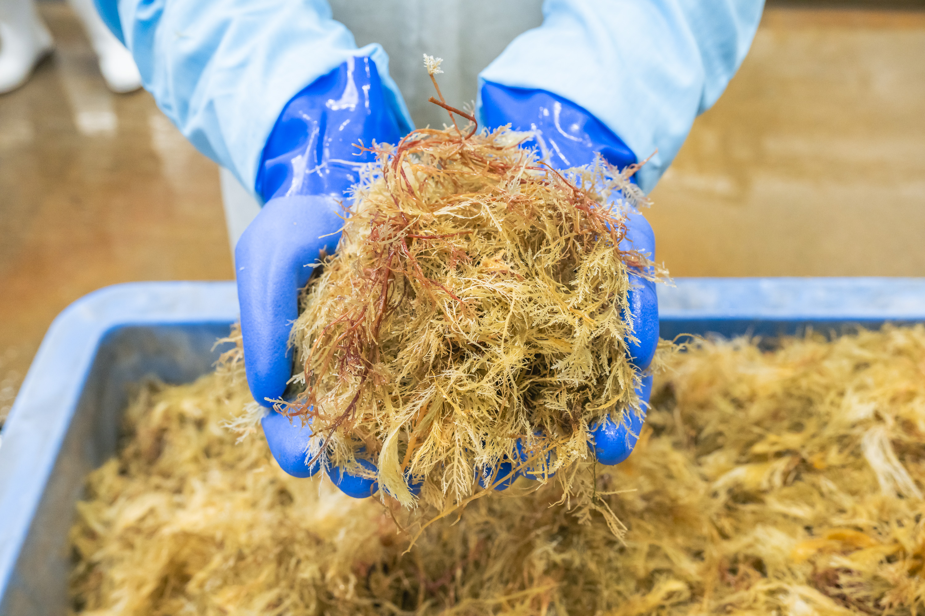 日本の伝統を、会津の名水で。最高品質のところてん