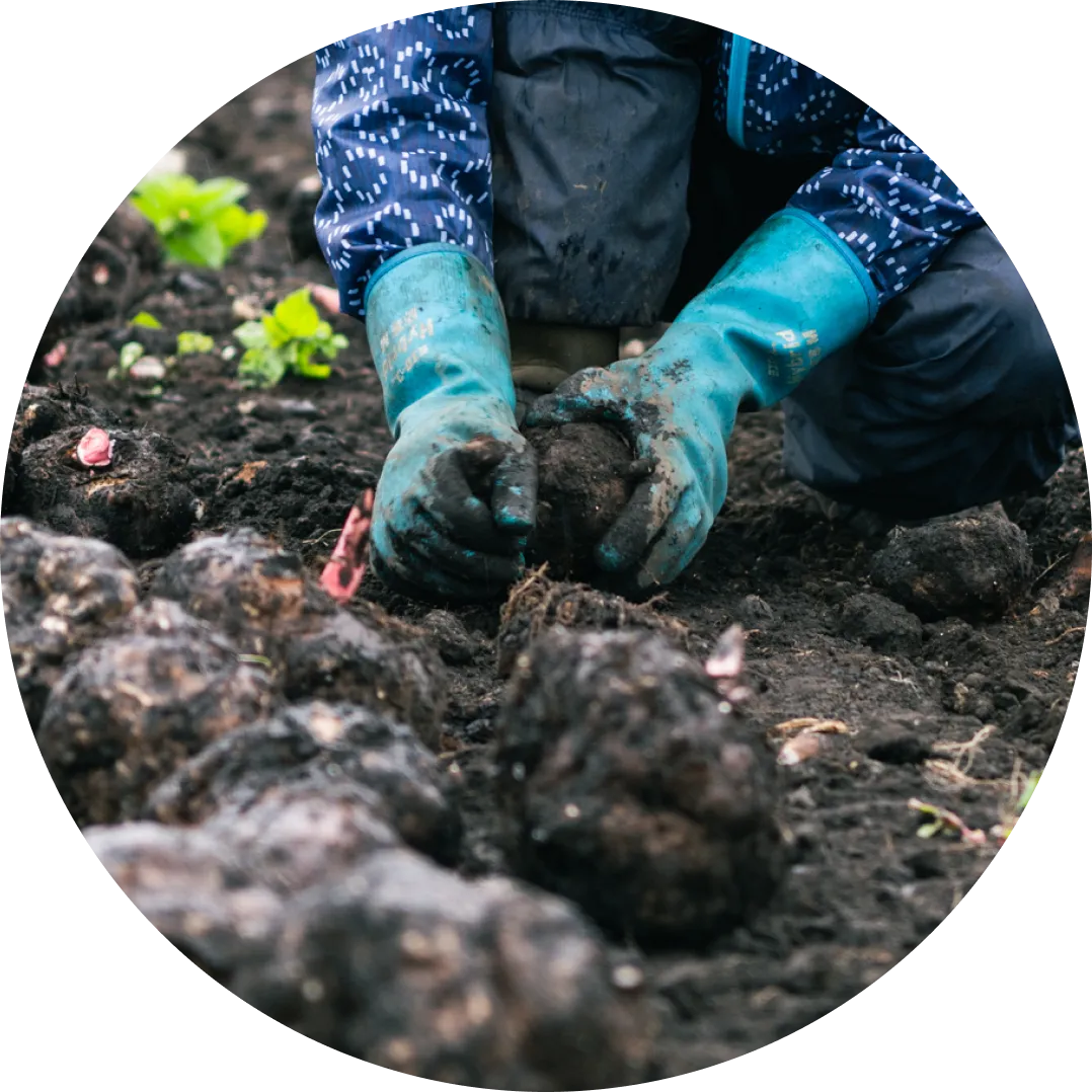 有機JAS認証を取得